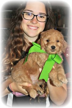 6 week old goldendoodle puppy