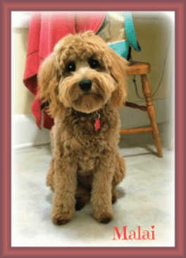 Goldendoodle Acres© Malai - Goldendoodle Acres