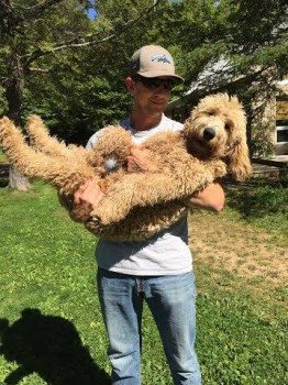 Biggest goldendoodle hot sale