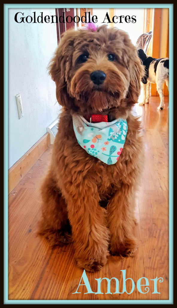 amber1-goldendoodle-acres