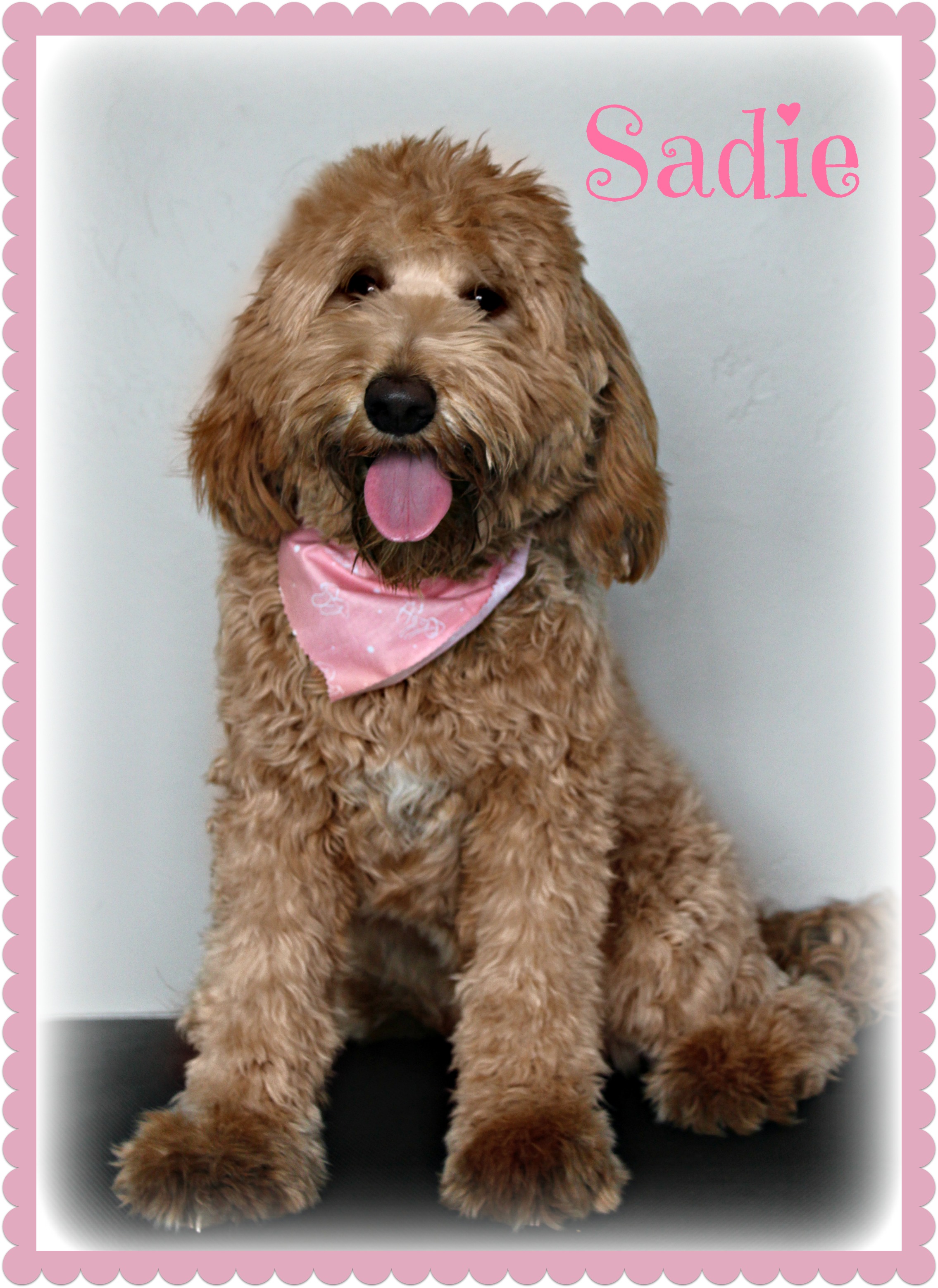 Sadies goldendoodles hot sale