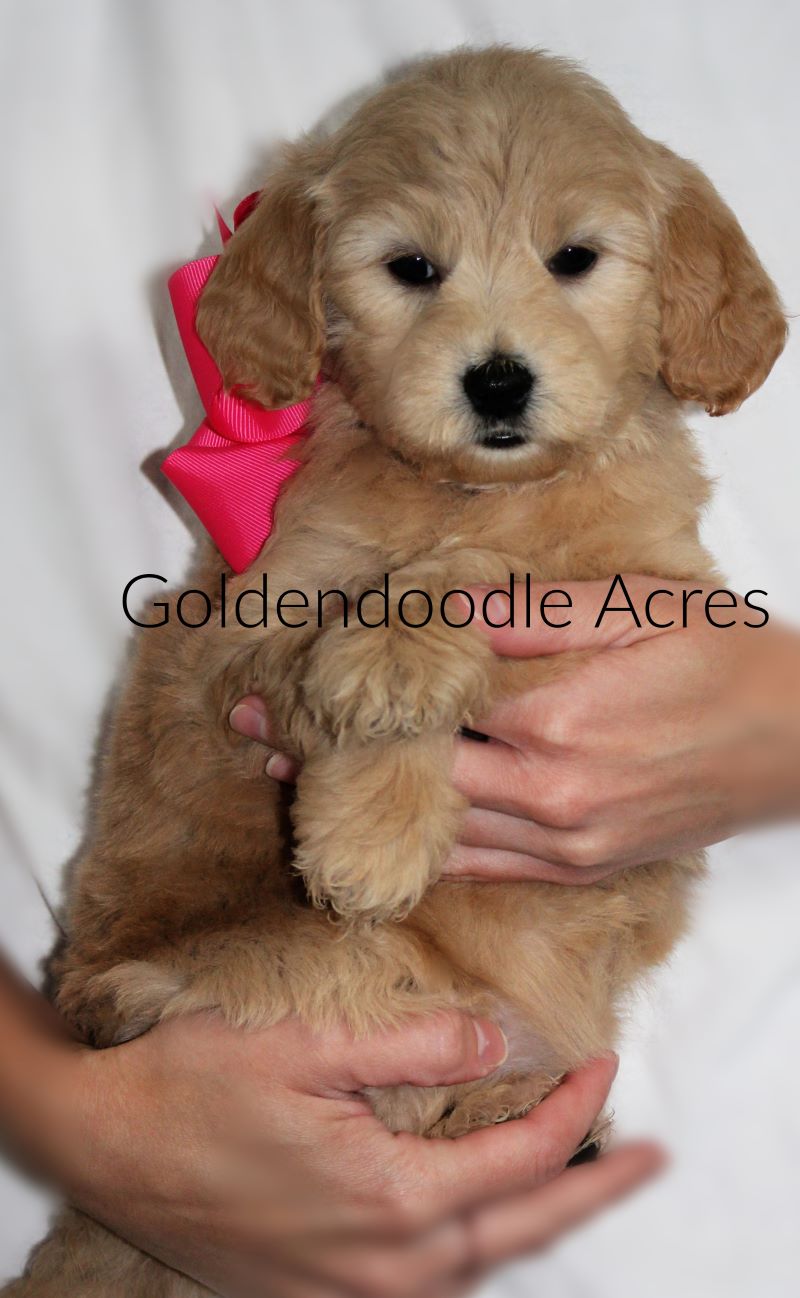 Goldendoodle best sale 6 weeks