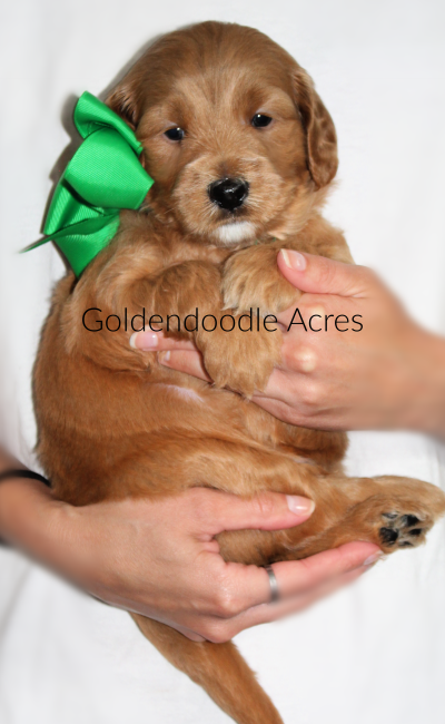 Lola x Oak 4 weeks Green 6-24 - Goldendoodle Acres