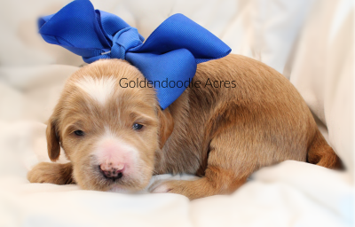 Lola x Oak Blue 2024 - Goldendoodle Acres